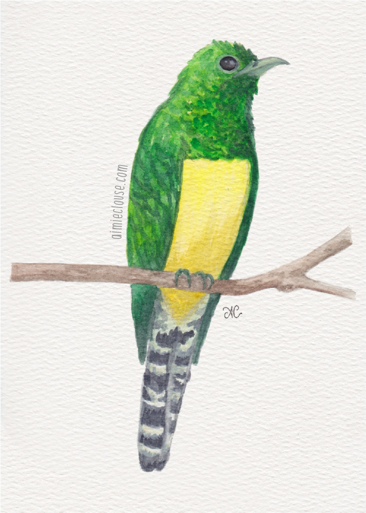 5" x 7" african emerald cuckoo watercolor painting