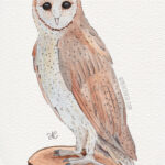 5" x 7" barn own watercolor and ink painting