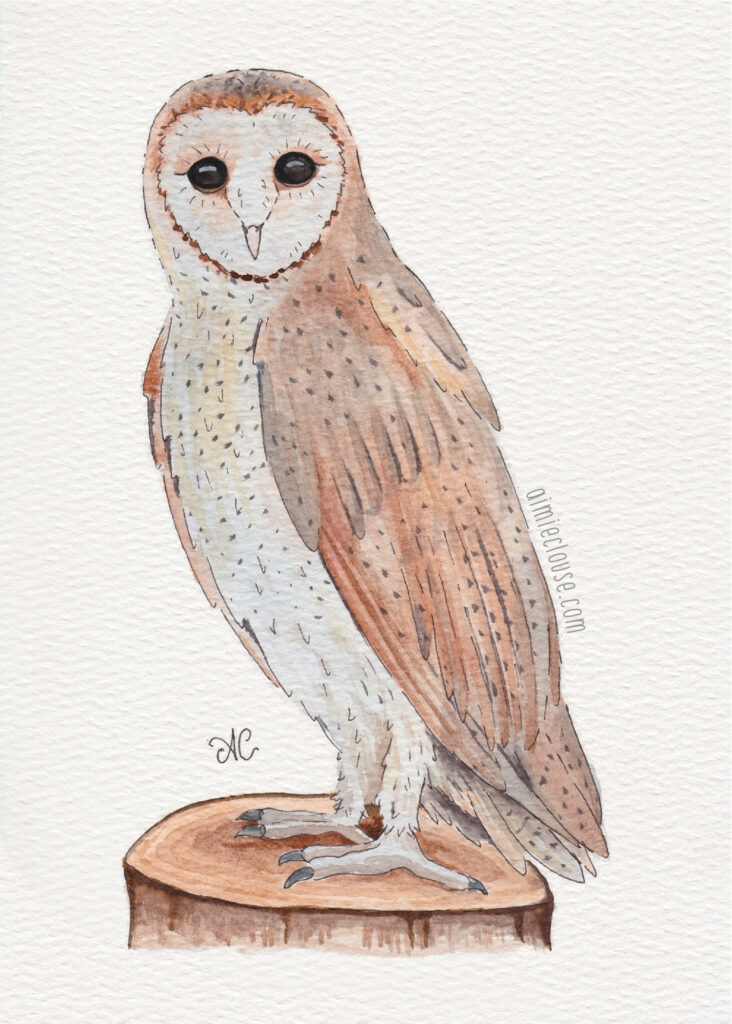 5" x 7" barn own watercolor and ink painting