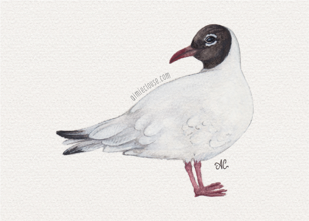 5" x 7" black headed gull watercolor and gouache painting