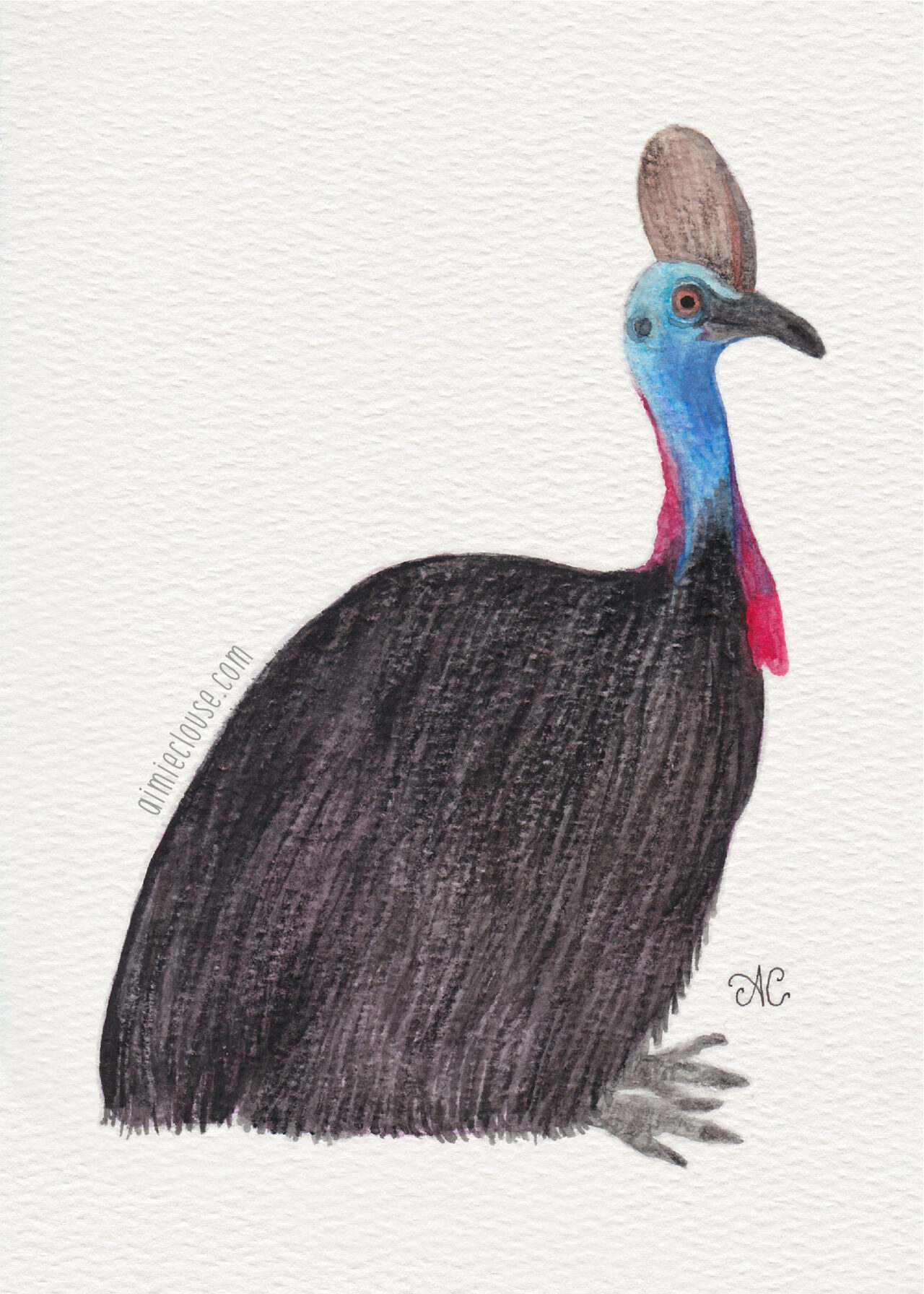 5" x 7" cassowary watercolor painting