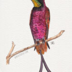 5" x 7" crimson topaz hummingbird watercolor and ink painting