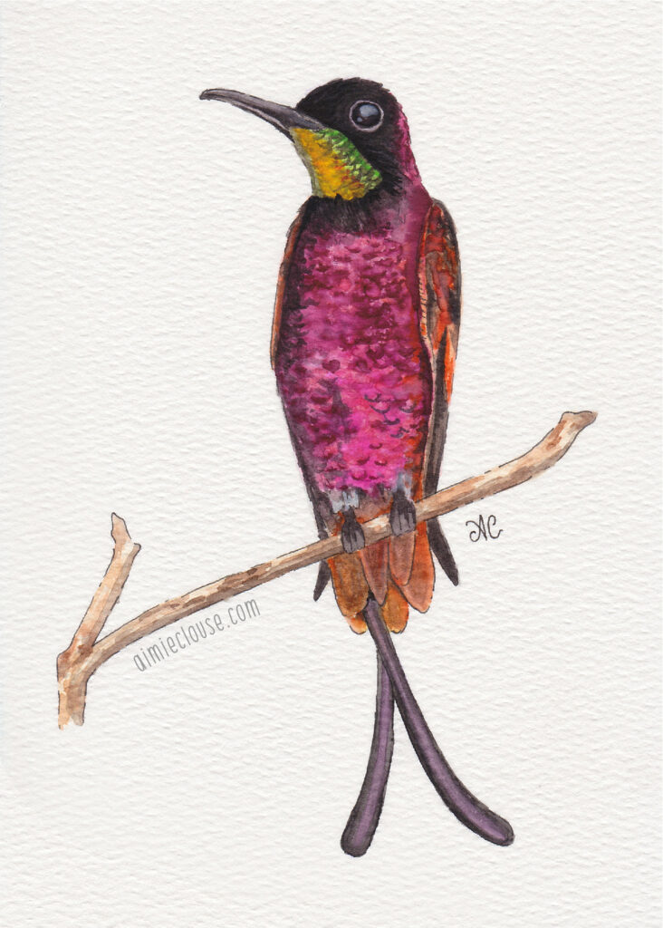 5" x 7" crimson topaz hummingbird watercolor and ink painting