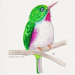 5" x 7" cuban tody watercolor painting