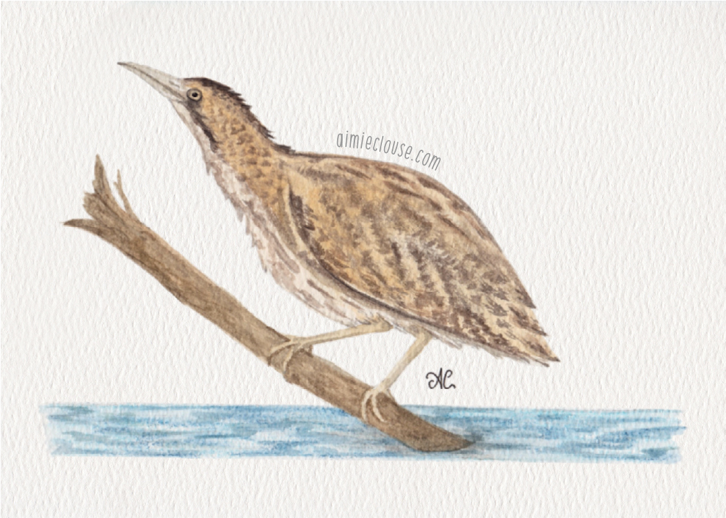 5" x 7" eurasian bittern watercolor painting