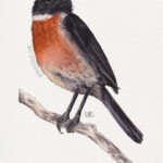 5" x 7" european stonechat watercolor and ink painting