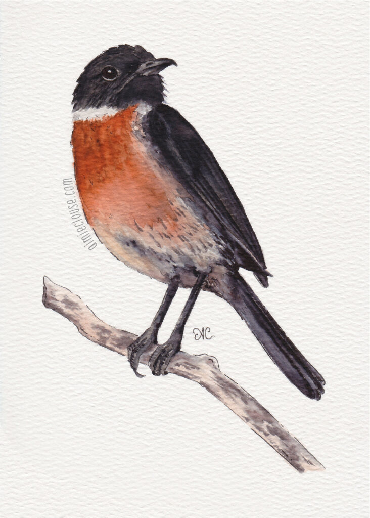 5" x 7" european stonechat watercolor and ink painting