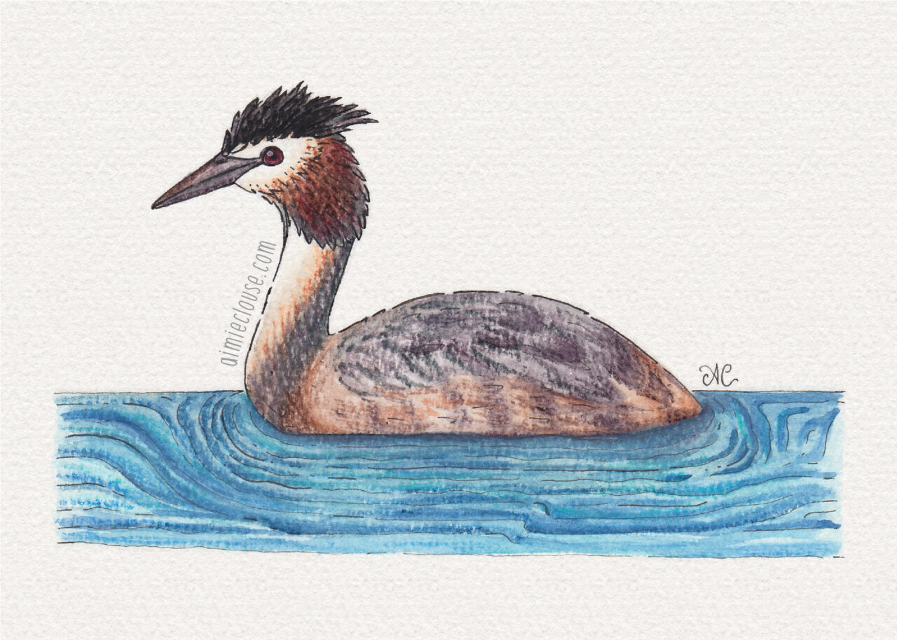 5" x 7" great crested grebe watercolor and ink painting