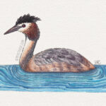 5" x 7" great crested grebe watercolor and ink painting