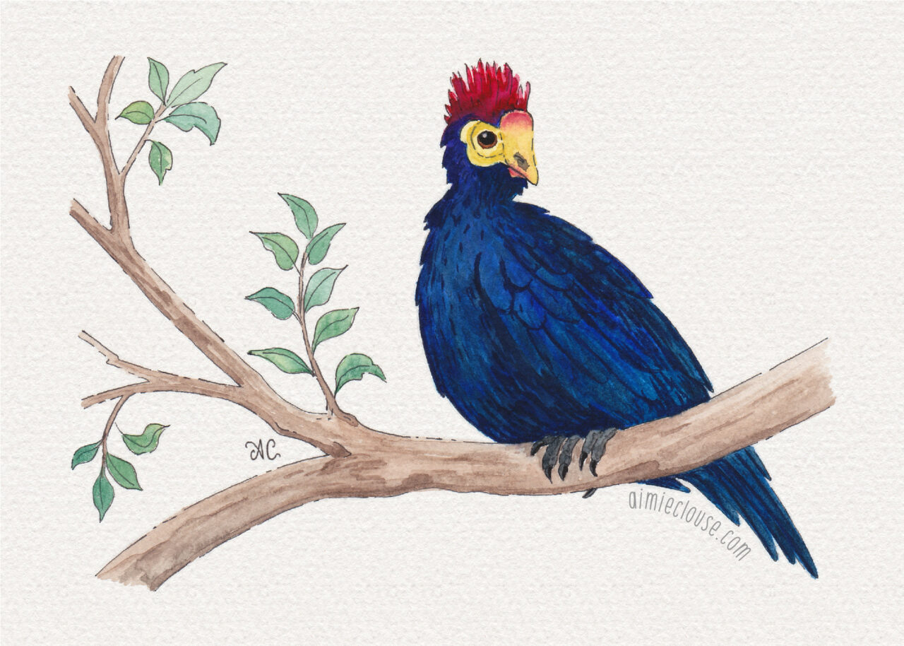 5" x 7" lady ross's turaco watercolor and ink painting