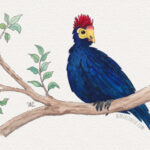 5" x 7" lady ross's turaco watercolor and ink painting