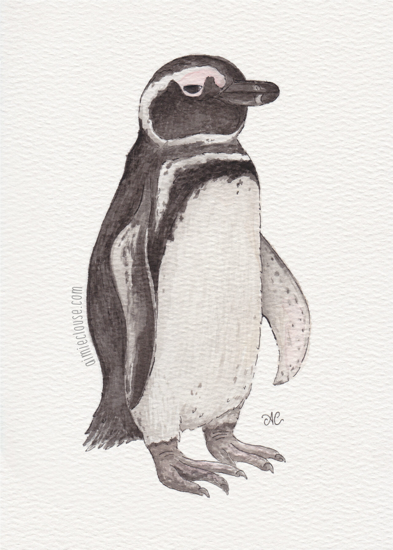 5" x 7" magellanic penguin watercolor and ink painting