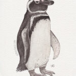 5" x 7" magellanic penguin watercolor and ink painting