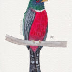 5" x 7" masked trogon watercolor and ink painting