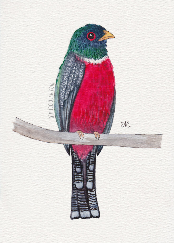 5" x 7" masked trogon watercolor and ink painting
