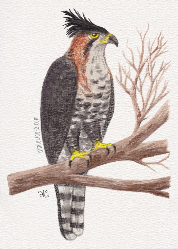 5" x 7" ornate hawk owl watercolor painting