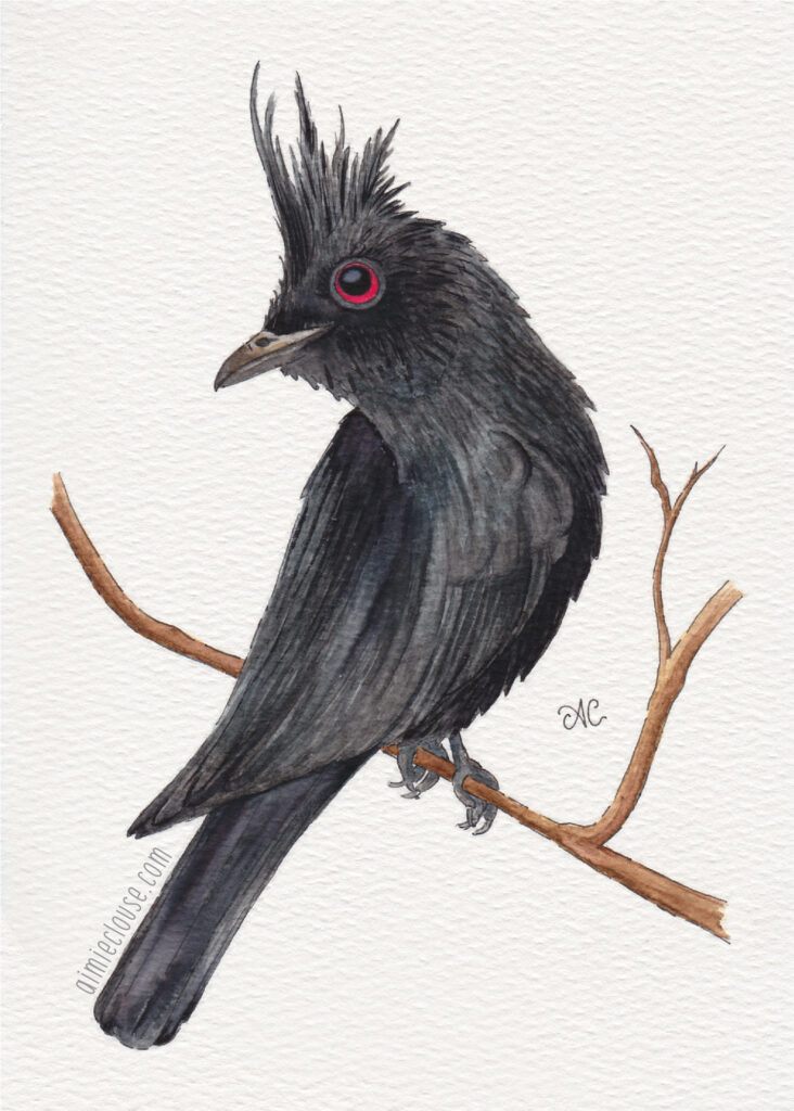 5" x 7" phainopepla watercolor and ink painting