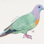 5" x 7" pink necked green pigeon gouache painting