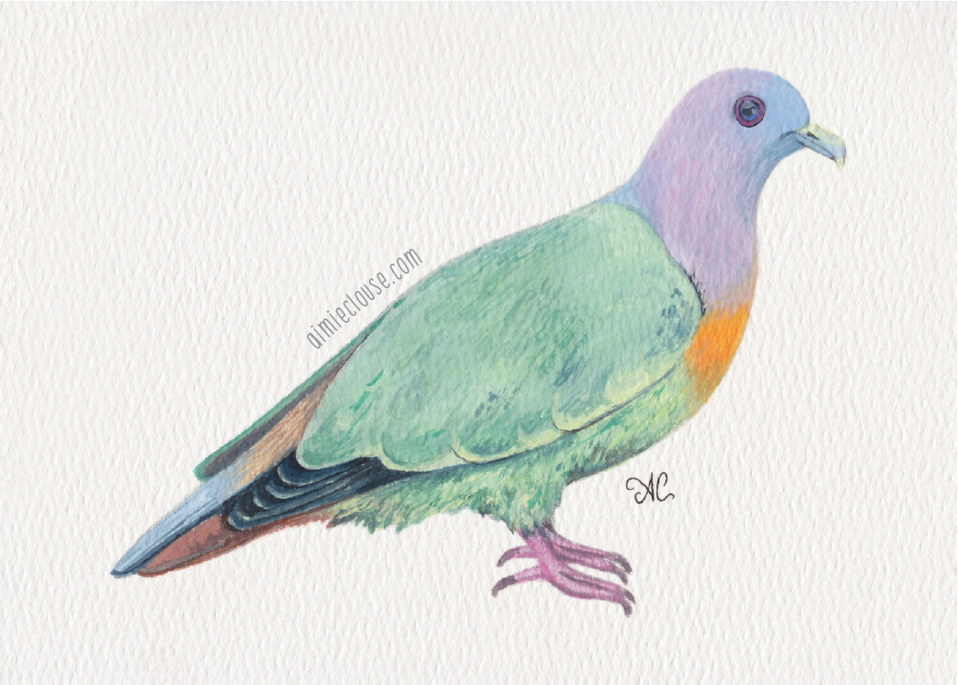 5" x 7" pink necked green pigeon gouache painting