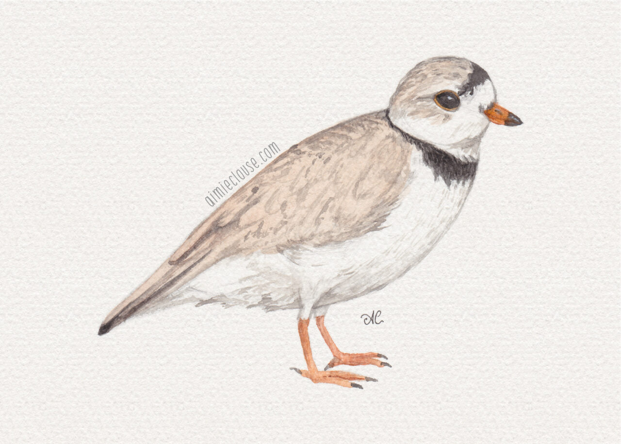 5" x 7" piping plover watercolor painting
