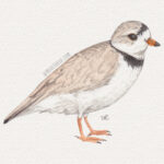 5" x 7" piping plover watercolor painting
