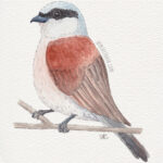 5" x 7" red backed shrike watercolor & ink painting