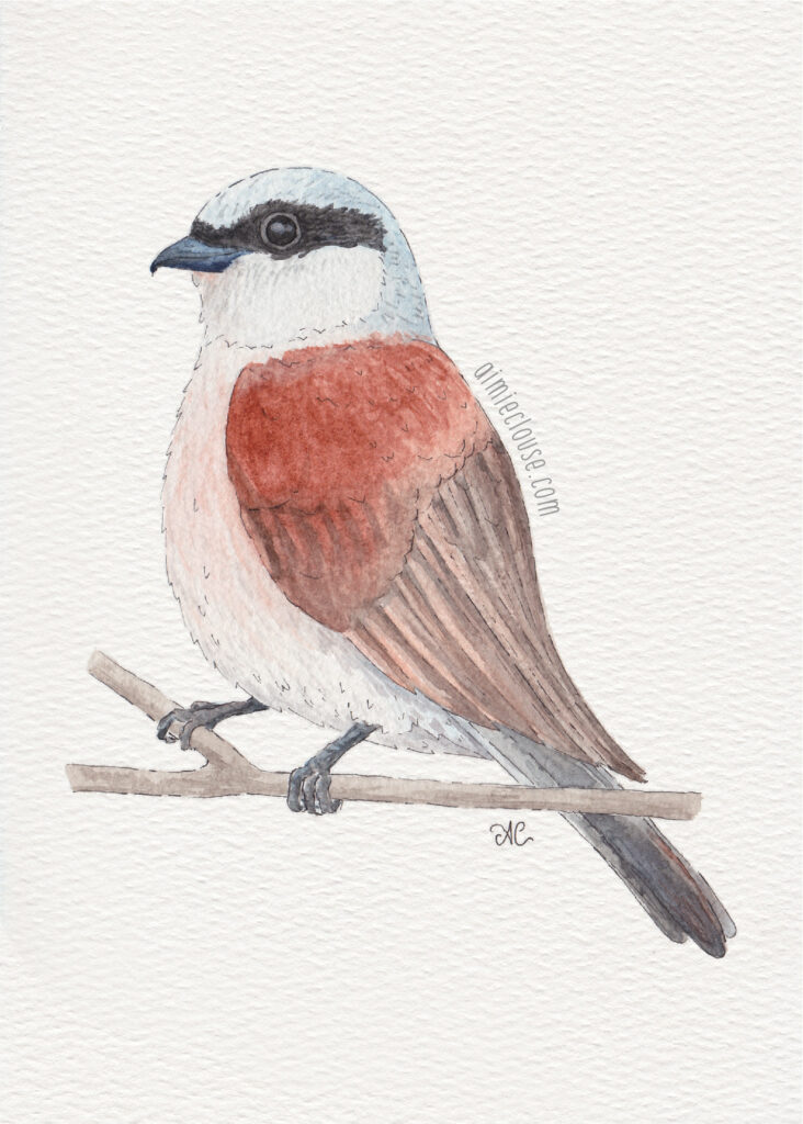 5" x 7" red backed shrike watercolor & ink painting