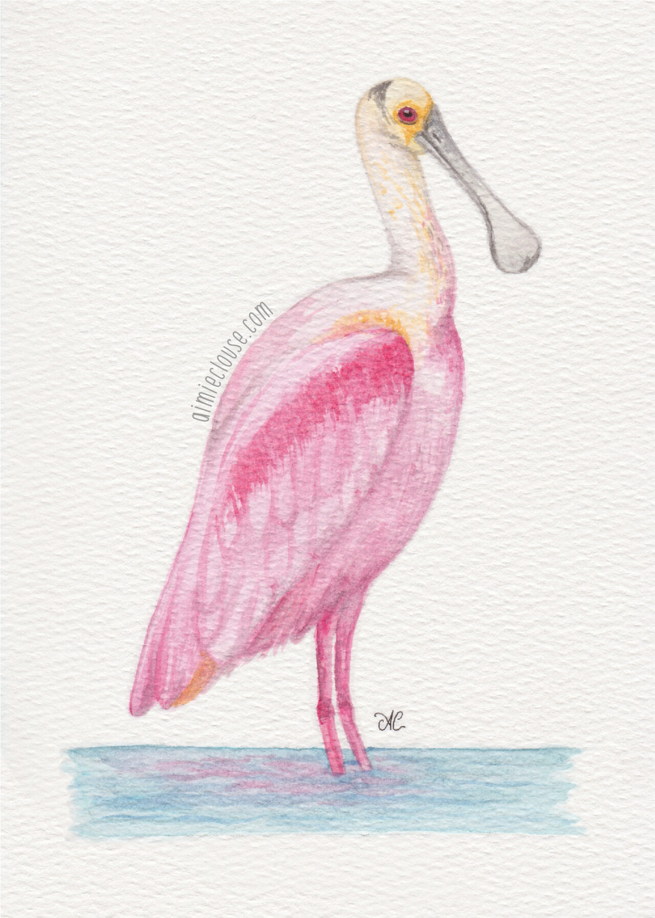 5" x 7" roseate spoonbill watercolor painting