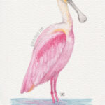 5" x 7" roseate spoonbill watercolor painting