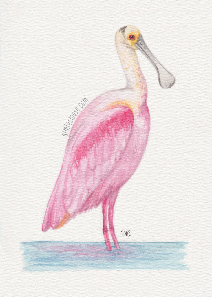5" x 7" roseate spoonbill watercolor painting