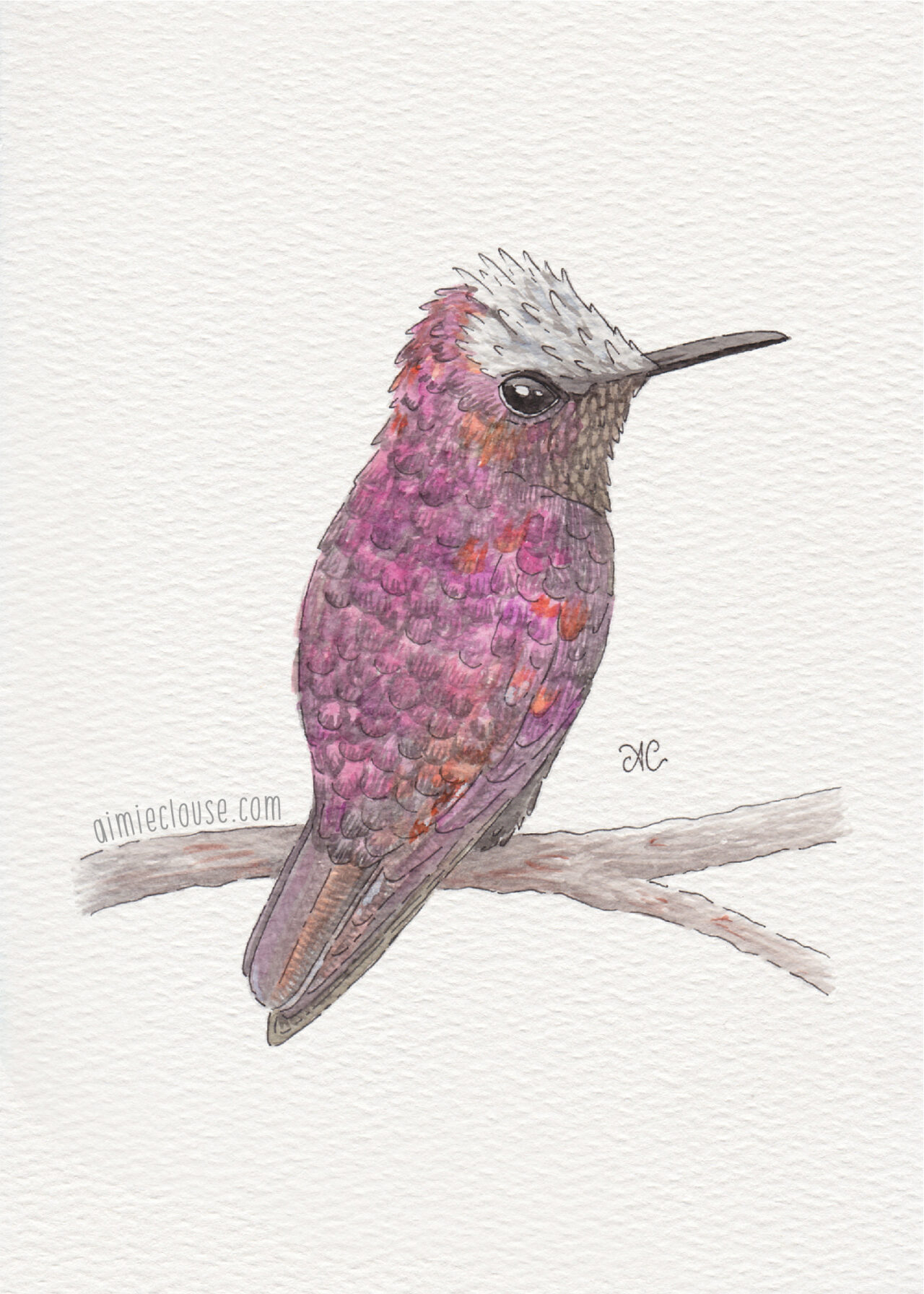 5" x 7" snowcap hummingbird watercolor and ink painting