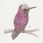 5" x 7" snowcap hummingbird watercolor and ink painting