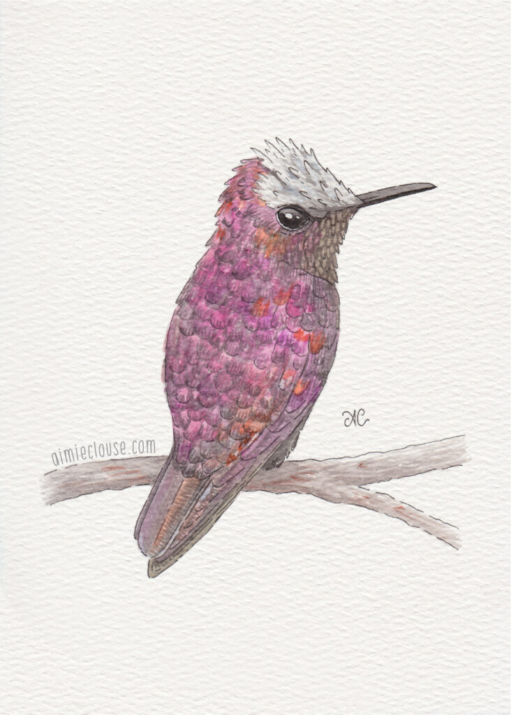5" x 7" snowcap hummingbird watercolor and ink painting