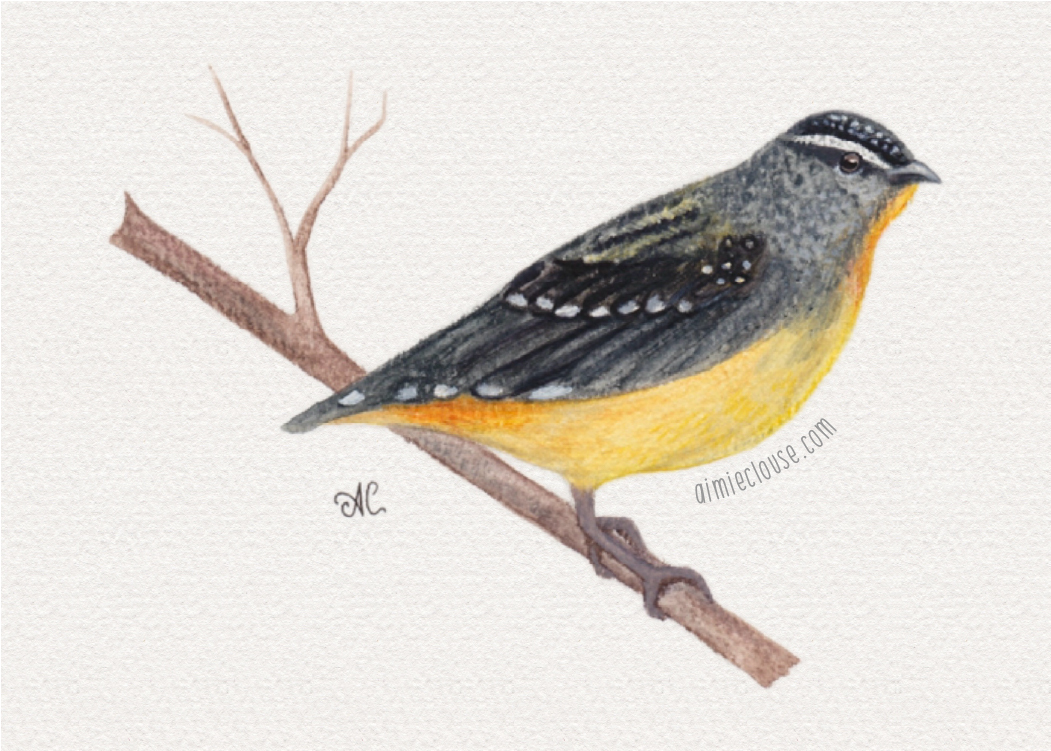 5" x 7" spotted pardalote watercolor painting