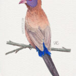 5" x 7" violet eared waxbill watercolor and ink painting
