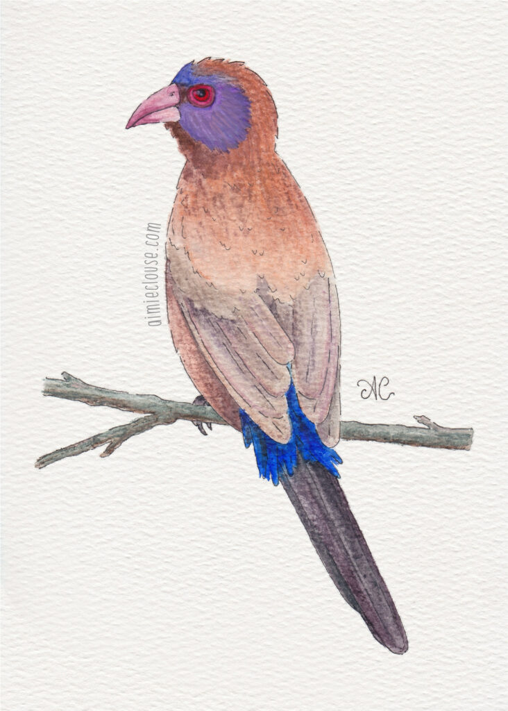 5" x 7" violet eared waxbill watercolor and ink painting