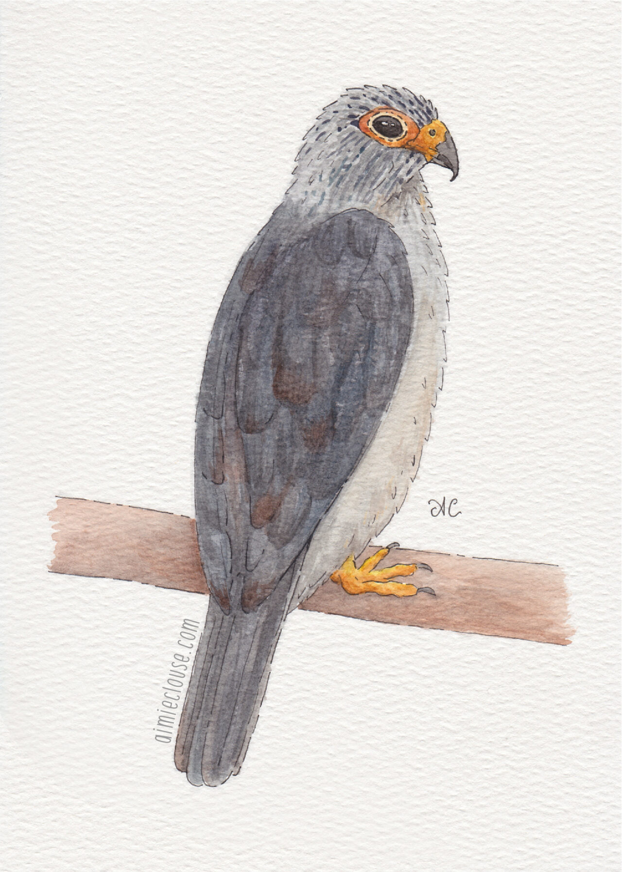 5" x 7" white rumped falcon watercolor and ink painting