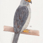 5" x 7" white rumped falcon watercolor and ink painting