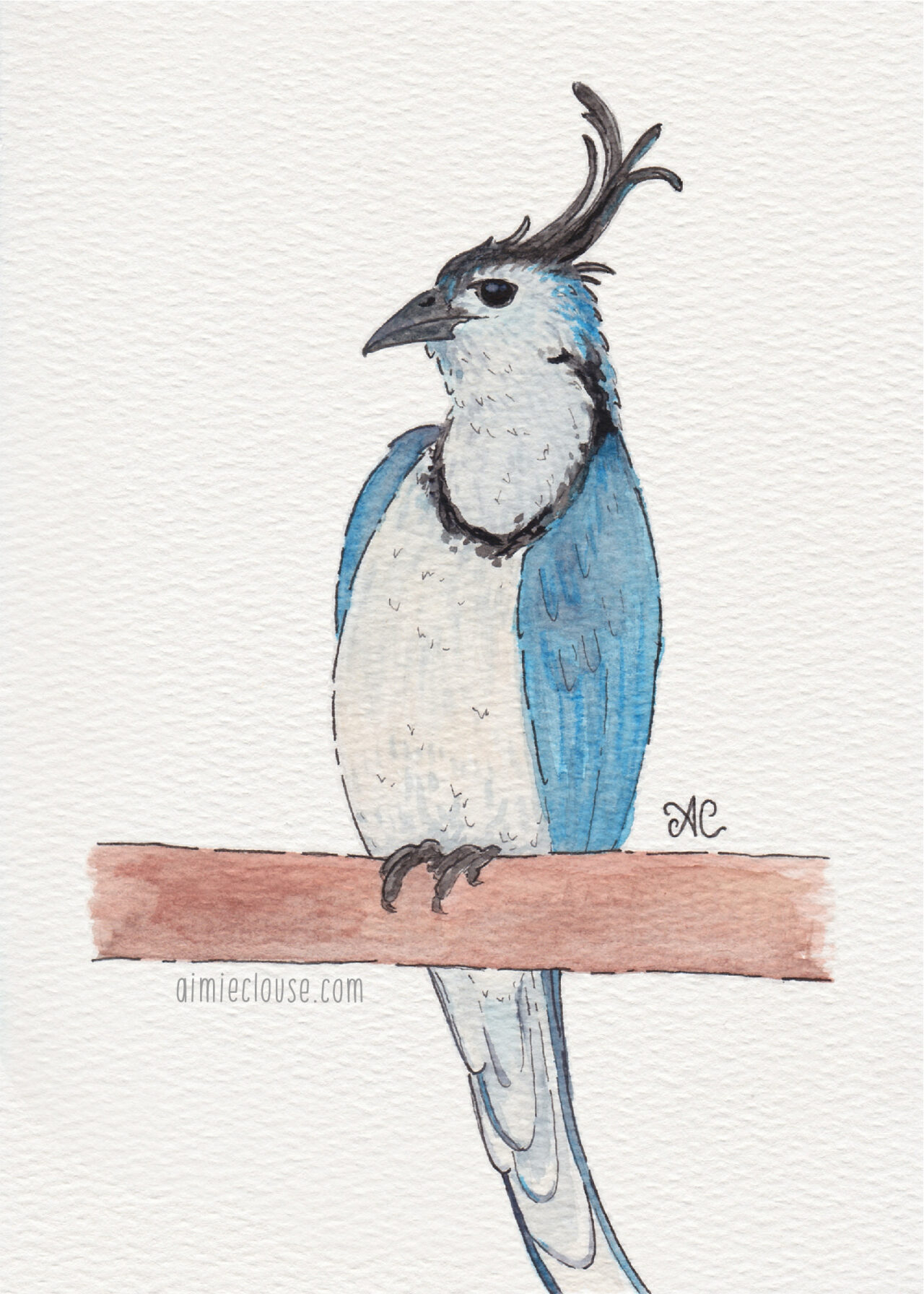 5" x 7" white throated magpie jay watercolor and ink painting