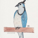 5" x 7" white throated magpie jay watercolor and ink painting