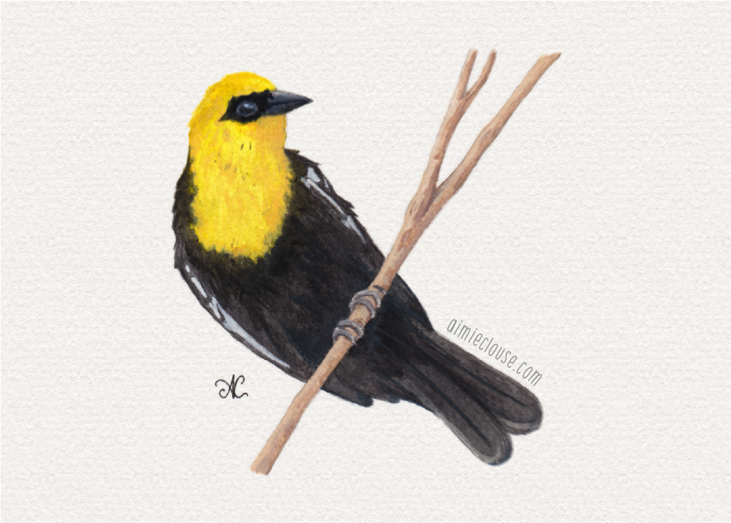 5" x 7" yellow headed blackbird watercolor and gouache painting