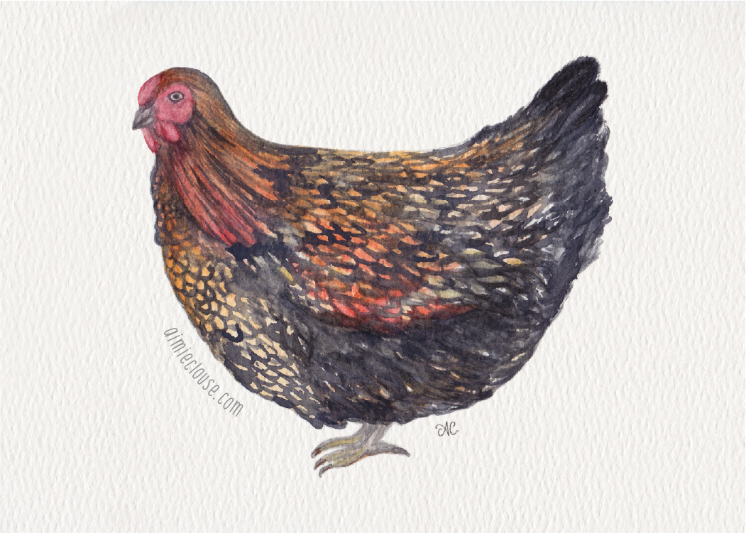 5" x 7" wyandotte chicken watercolor painting